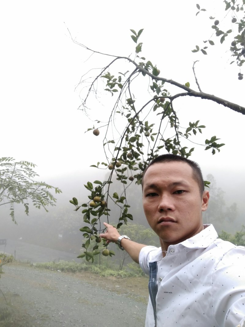 野生茶籽，老树三角茶。