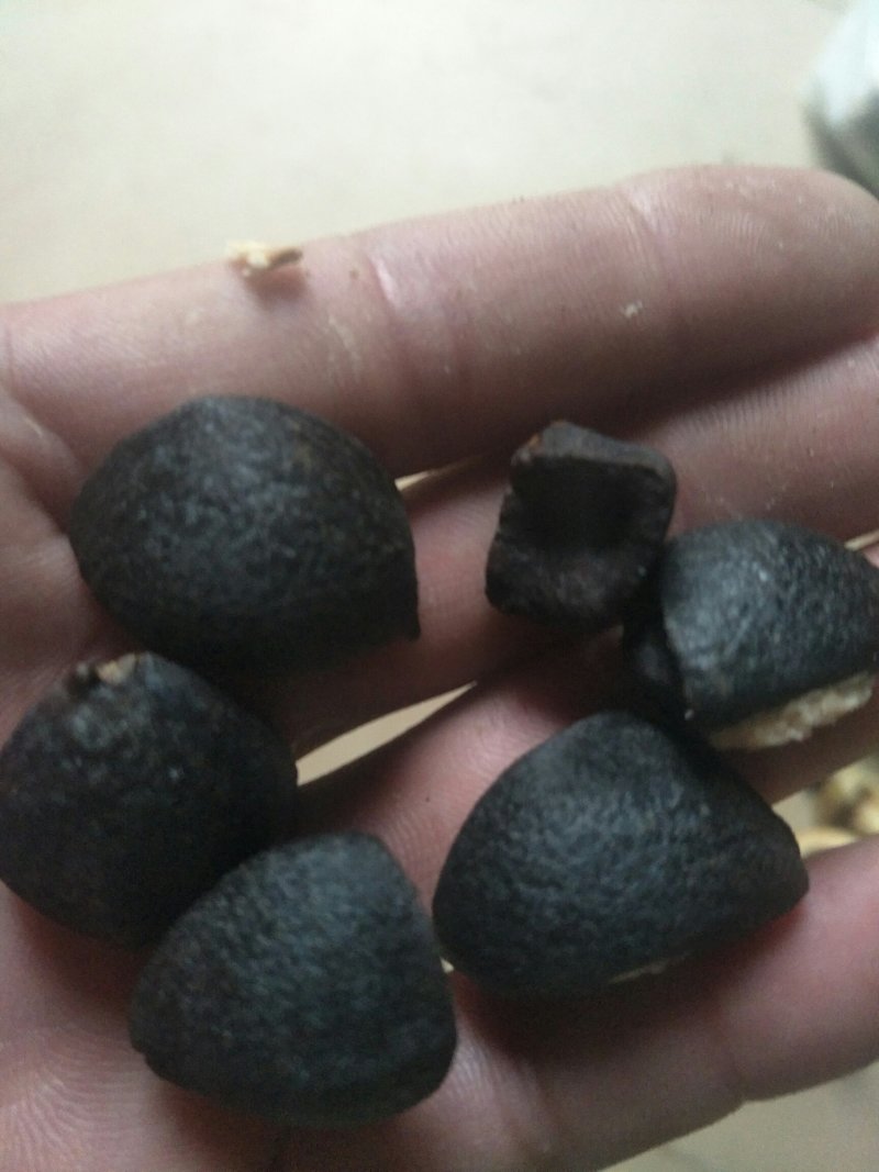 野生茶籽，老树三角茶。