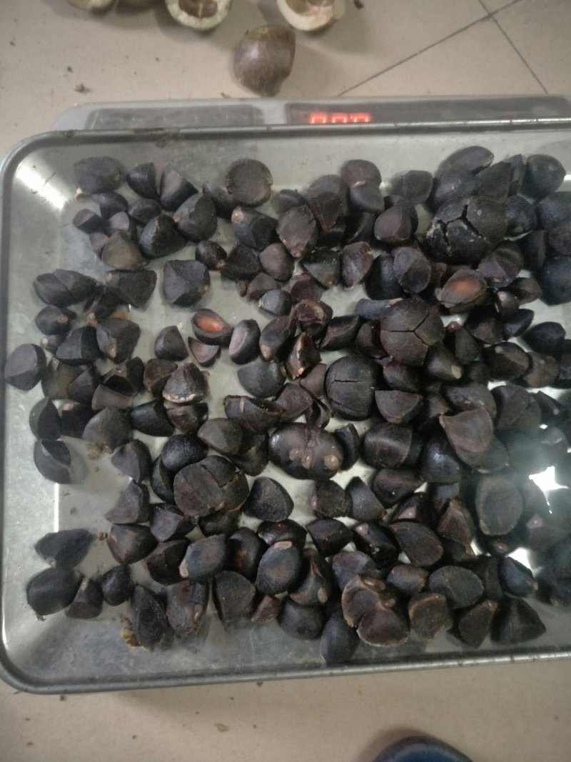 野生茶籽，老树三角茶。