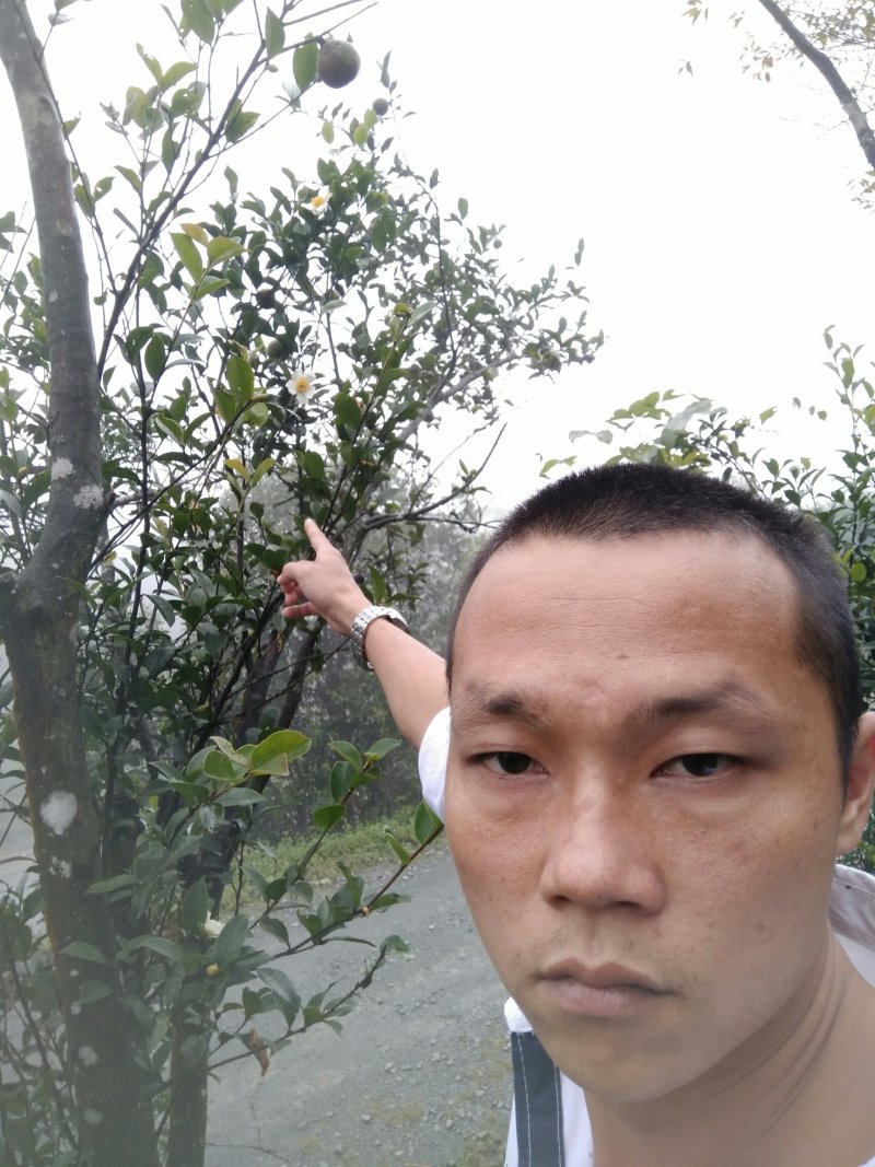 野生茶籽，老树三角茶。