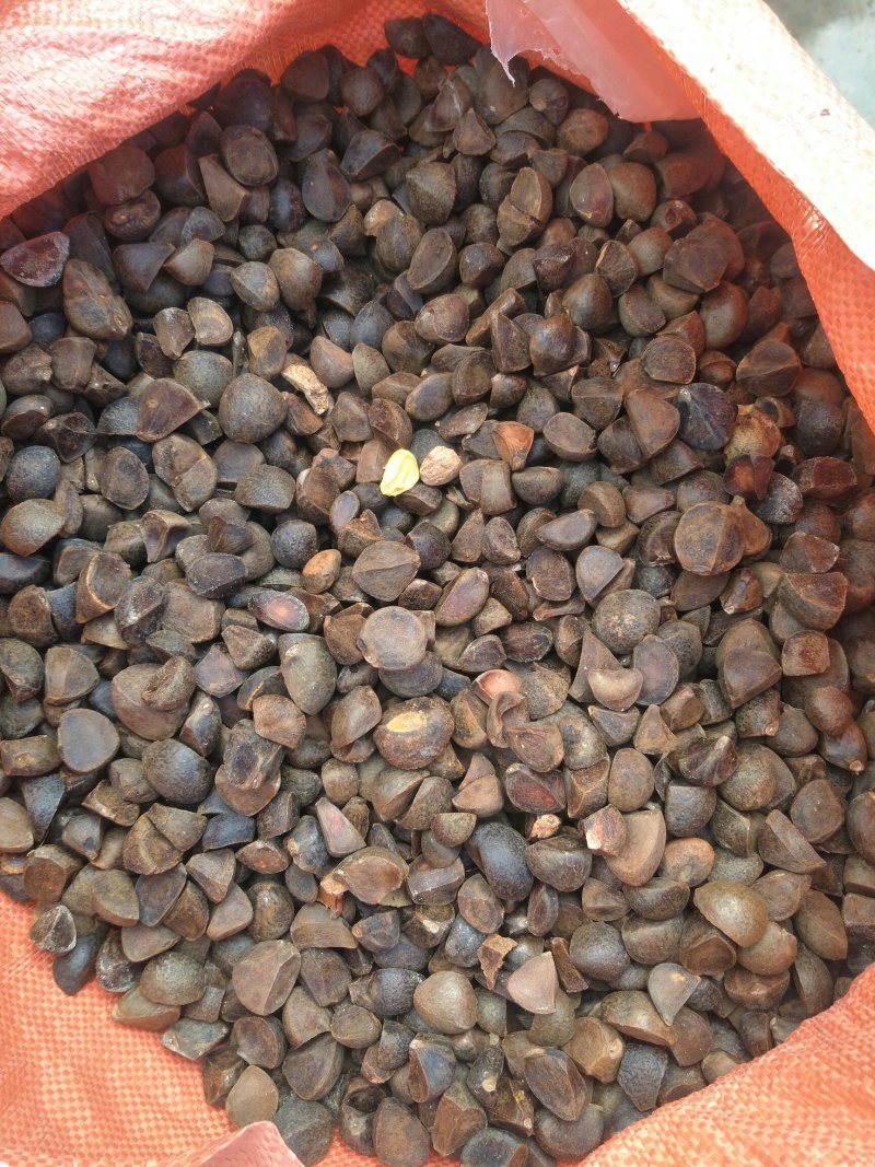 野生茶籽，老树三角茶。