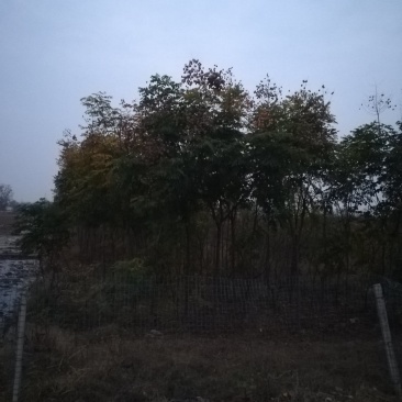 安徽淮北栾树出售