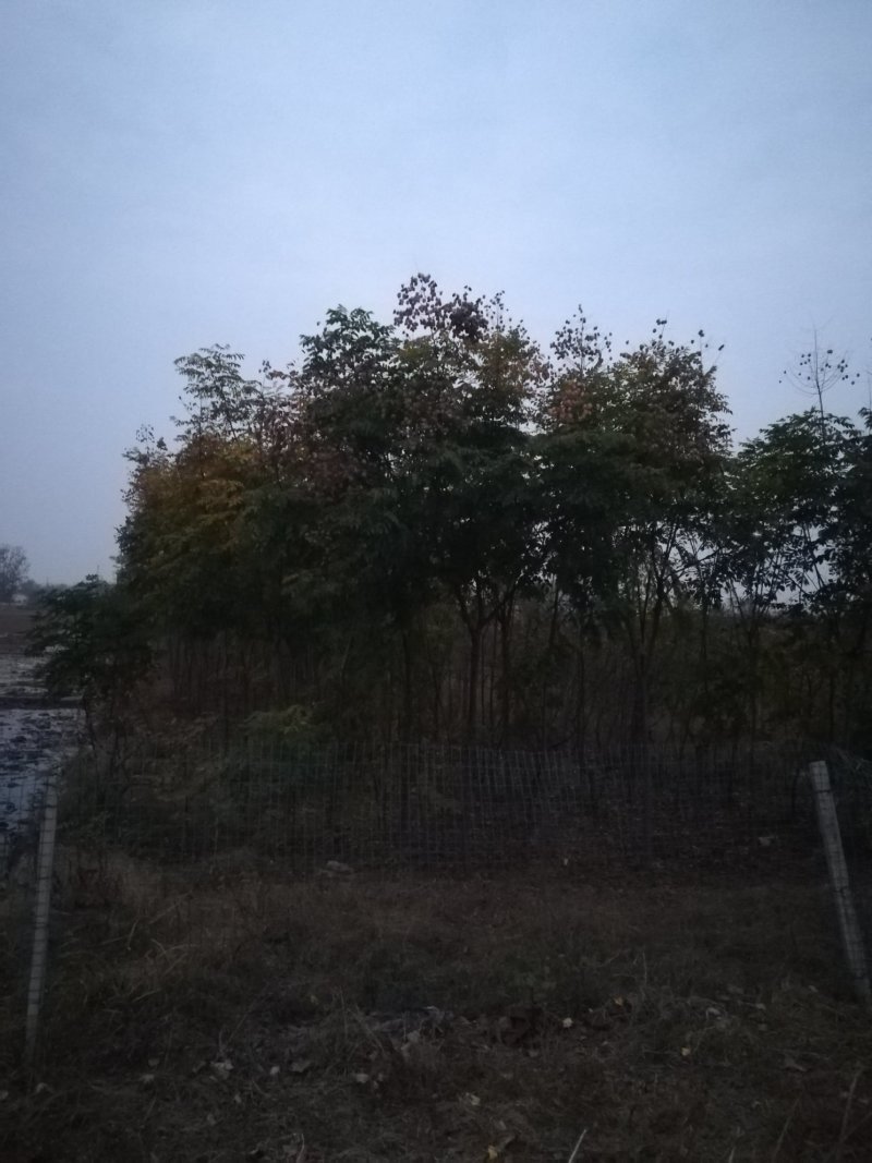 安徽淮北栾树出售