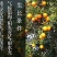 冰糖橙