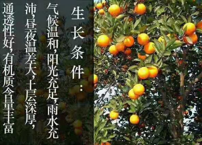 冰糖橙