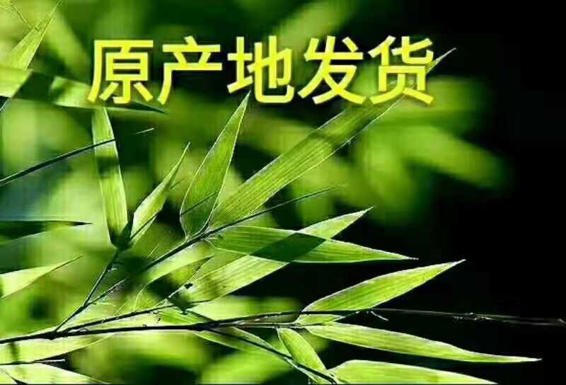 冰糖橙