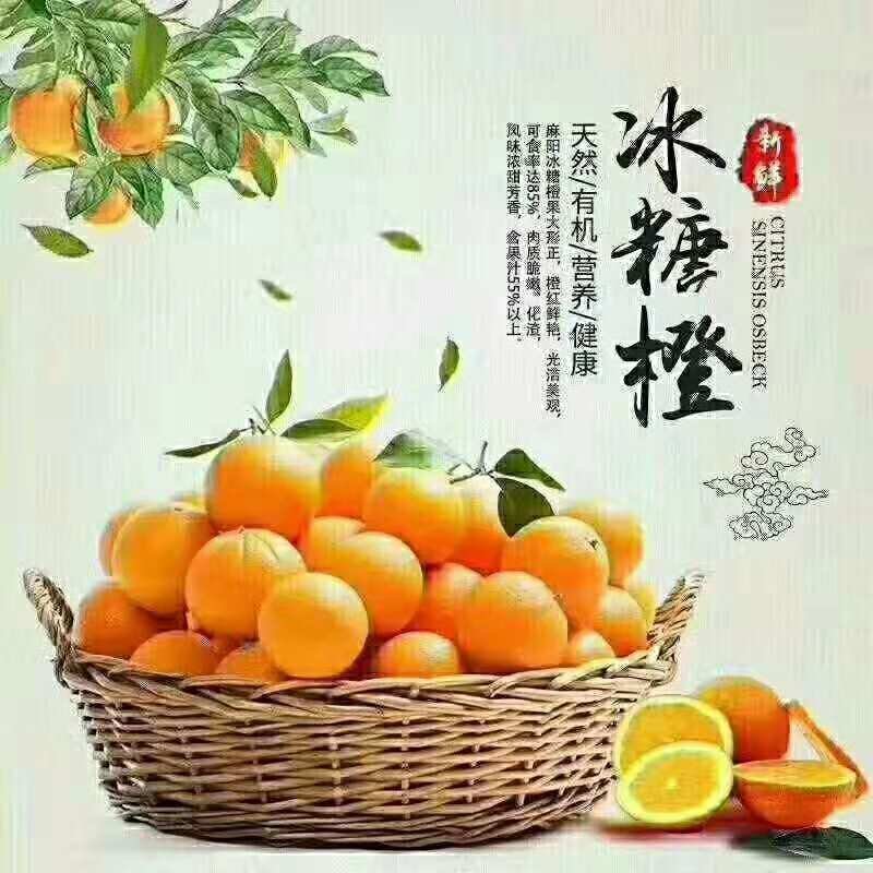 冰糖橙
