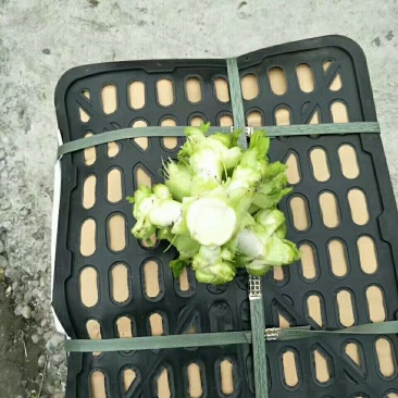金品儿菜上市需要货的老板电话联系好提前安排时间给你发货