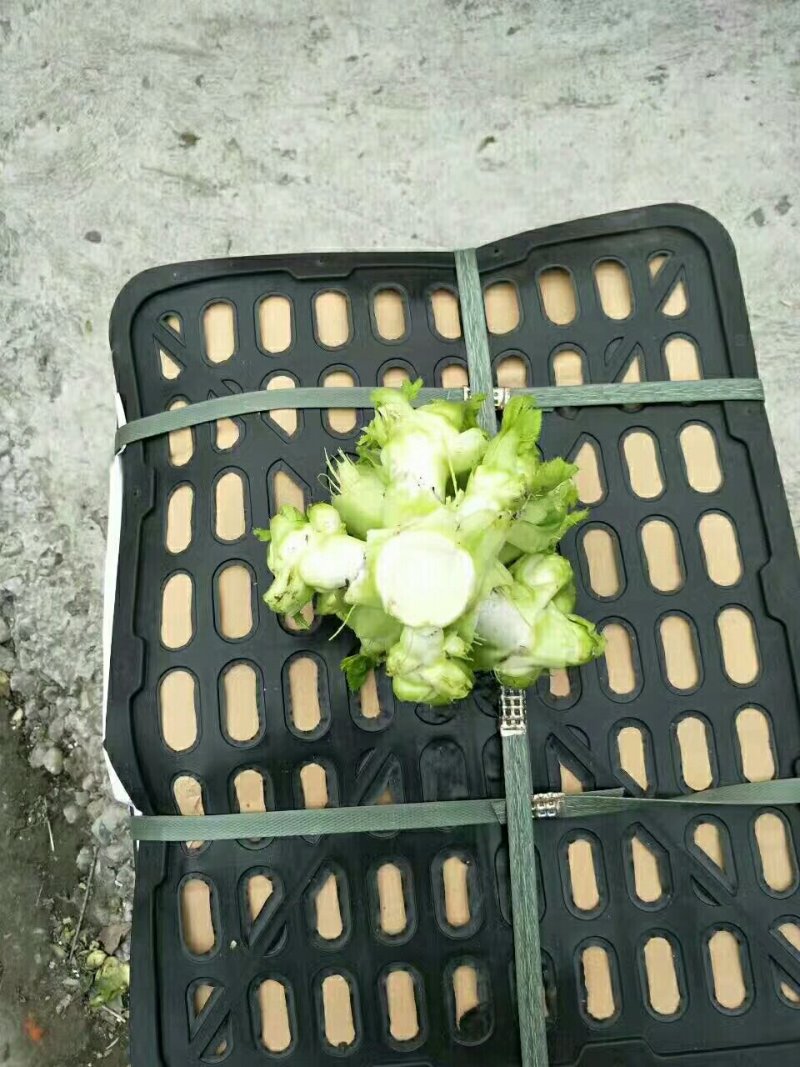 金品儿菜上市需要货的老板电话联系好提前安排时间给你发货
