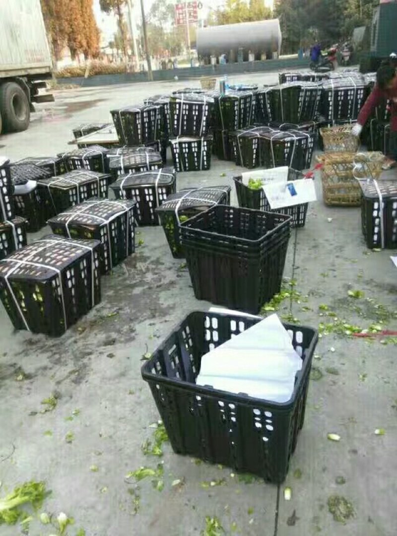 金品儿菜上市需要货的老板电话联系好提前安排时间给你发货