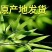 冰糖橙