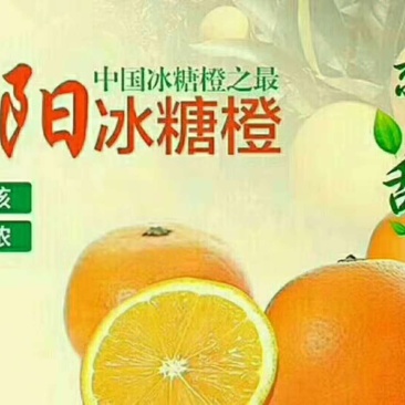 冰糖橙