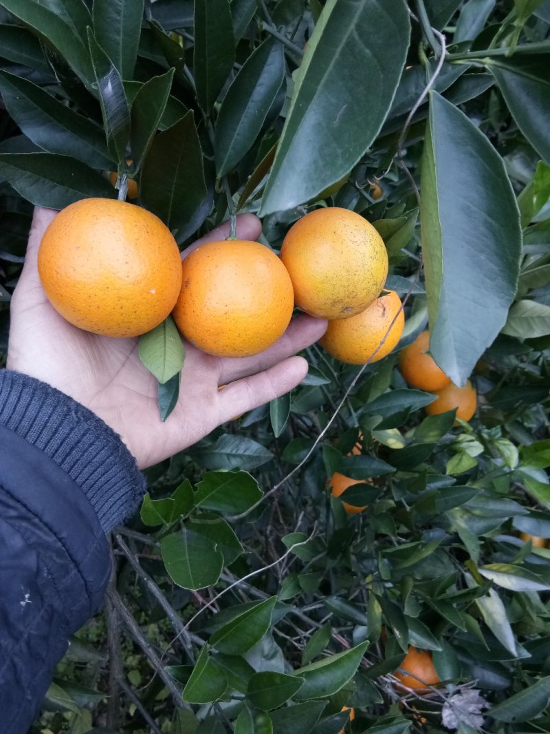 冰糖橙