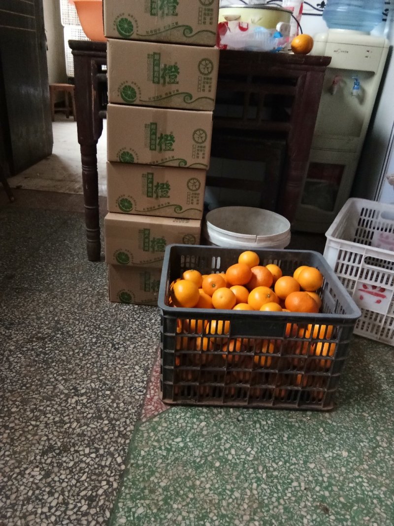 冰糖橙