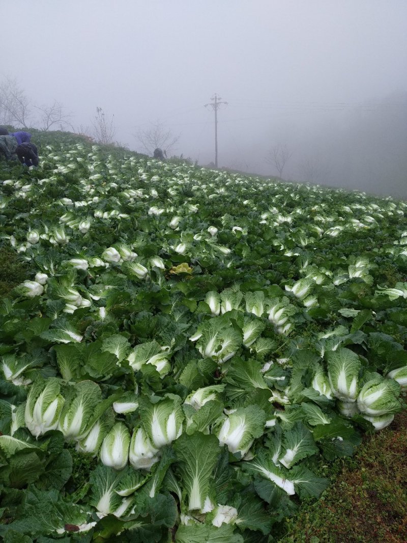 大白菜精品高山蔬菜，供应充足，保质保量。！！！！