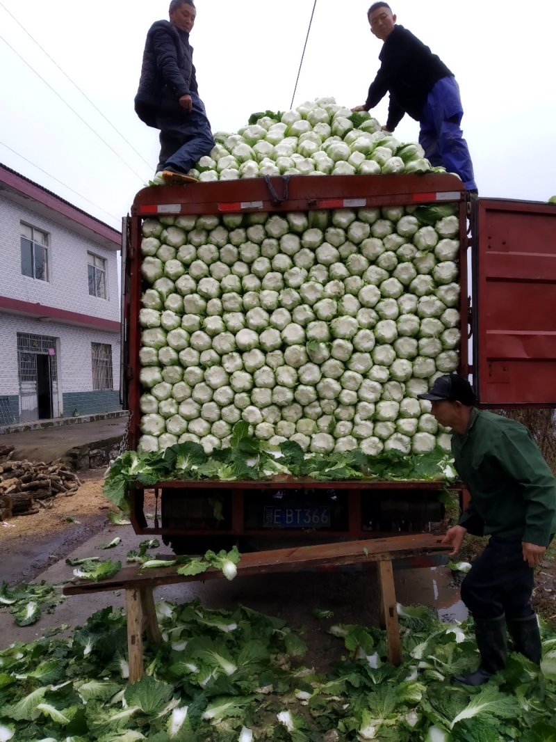 大白菜精品高山蔬菜，供应充足，保质保量。！！！！