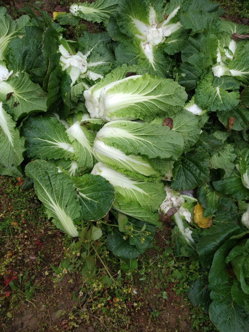 大白菜精品高山蔬菜，供应充足，保质保量。！！！！