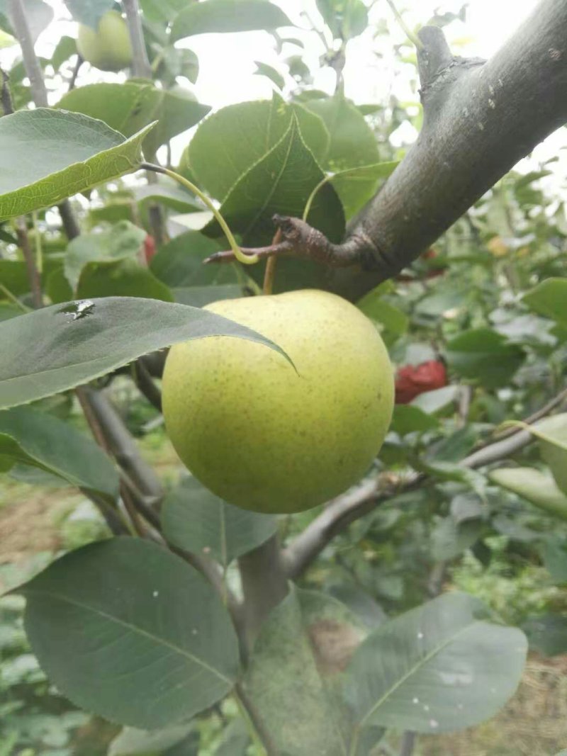 【自己家苗圃，货源充足】早白金梨树苗