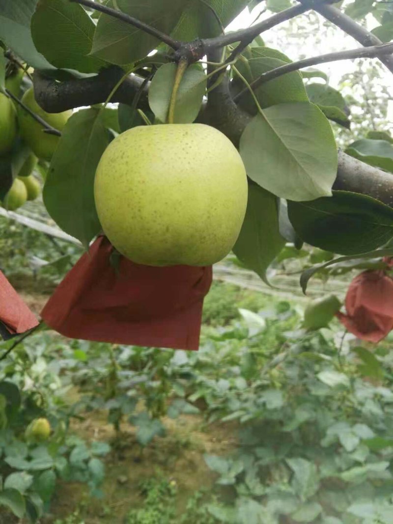 【自己家苗圃，货源充足】早白金梨树苗