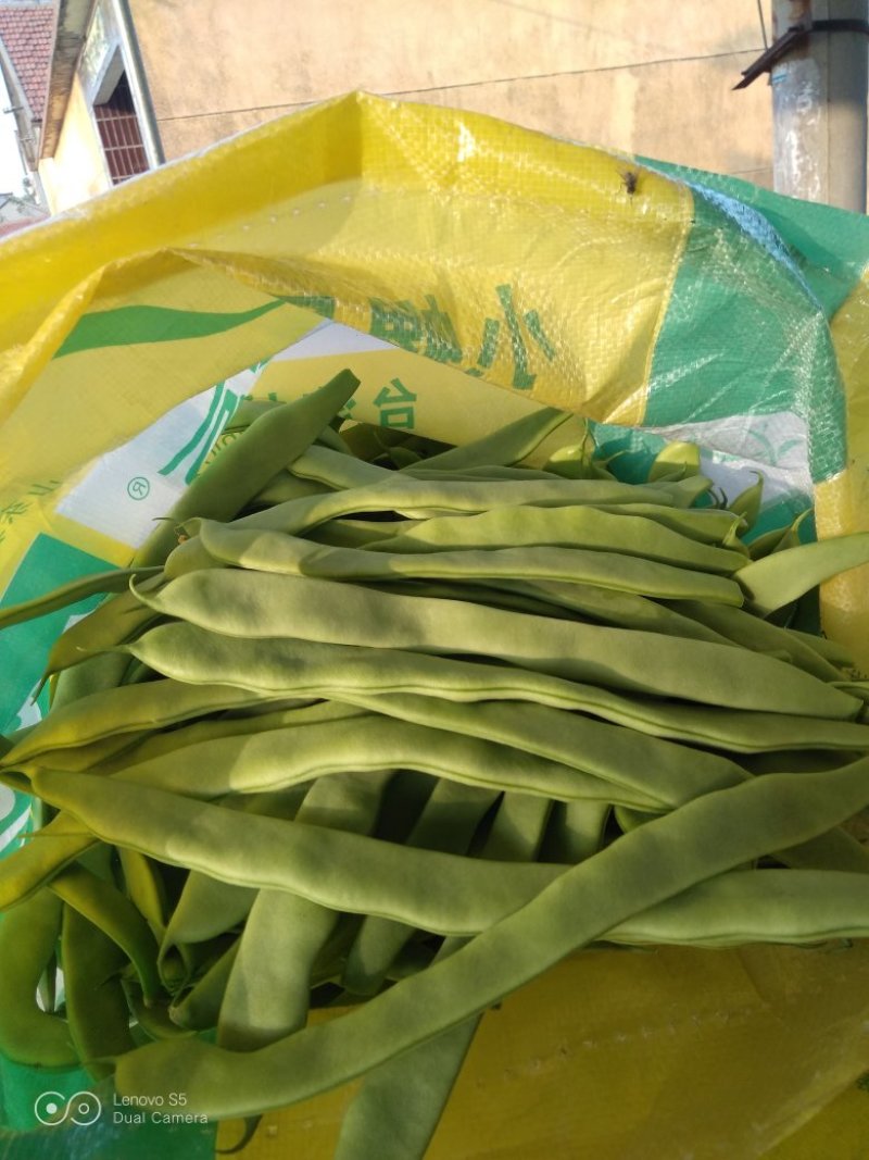 豆类