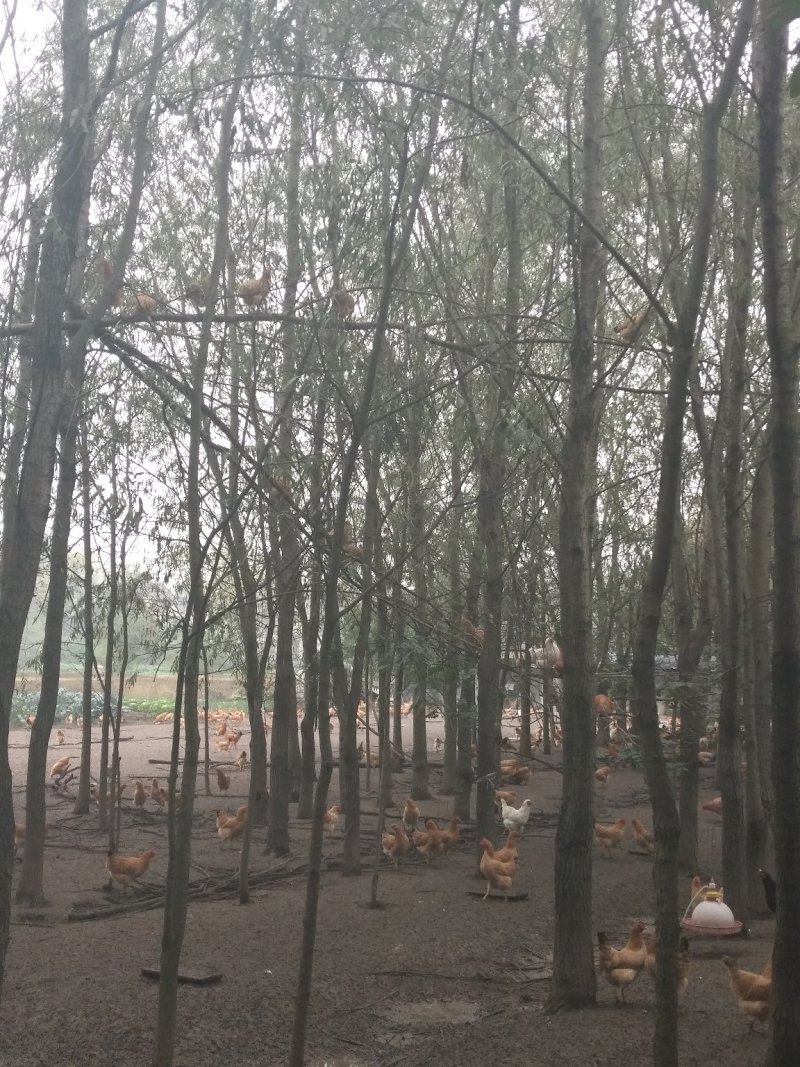 散养土鸡蛋，一斤13个左右，基地直供，批量优惠量大从优