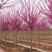 巨紫荆种子纯新巨紫荆种子净籽无杂质出芽率高