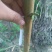 【品种桃树苗，一手货源】桃树苗，自己家苗圃