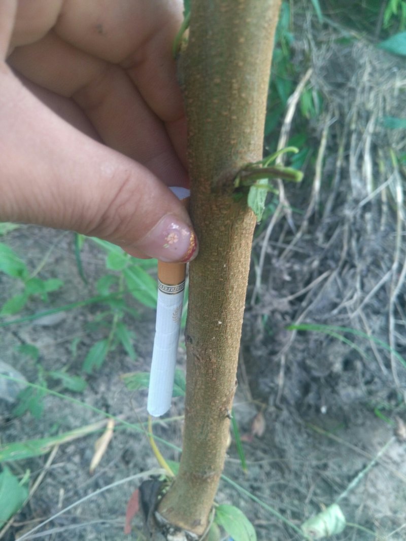 【品种桃树苗，一手货源】桃树苗，自己家苗圃