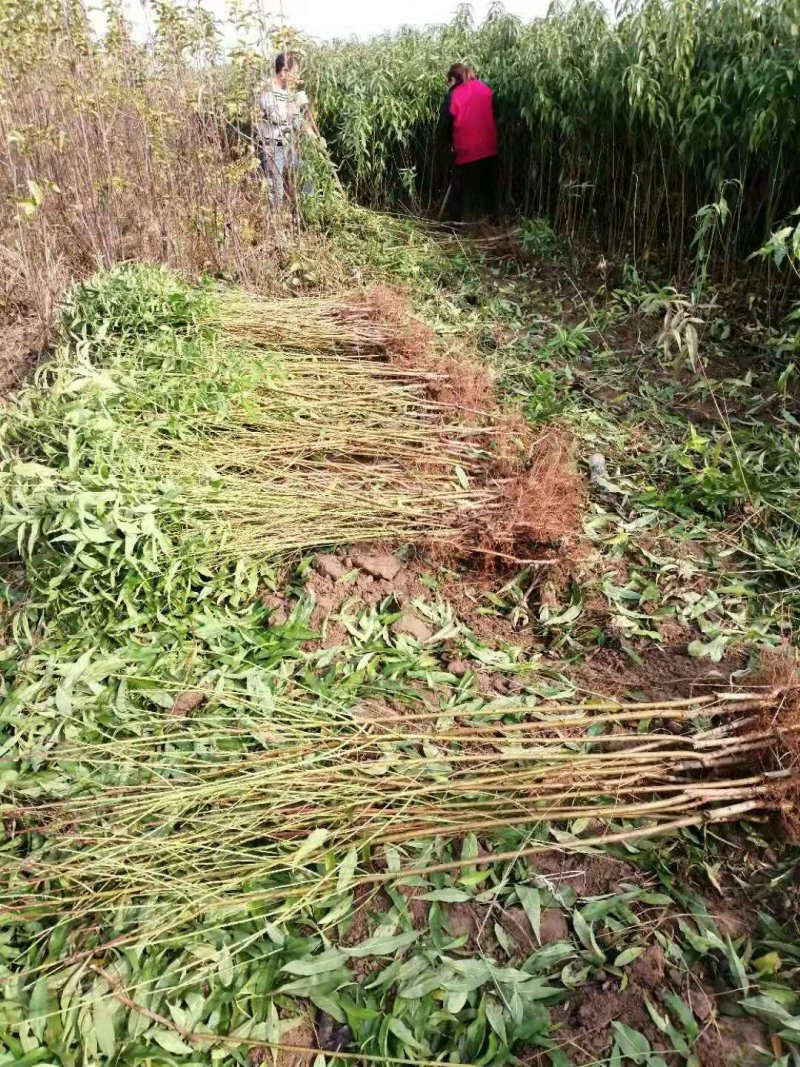 【品种桃树苗，一手货源】桃树苗，自己家苗圃