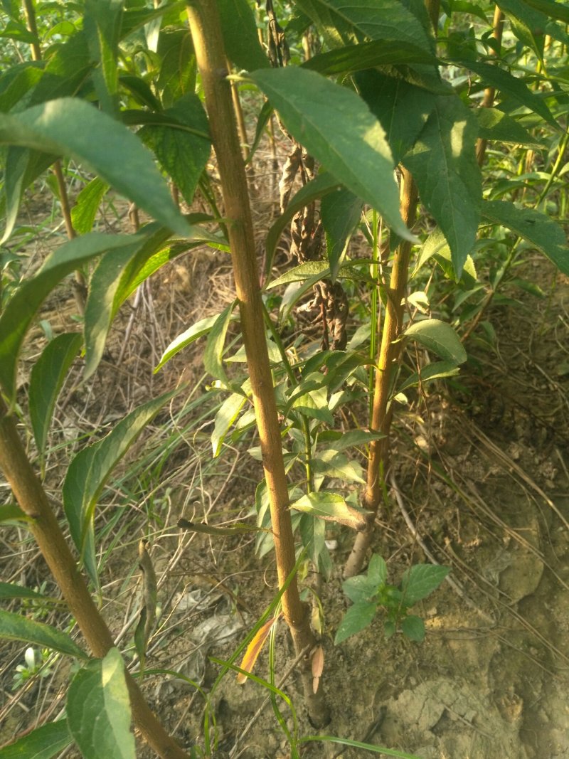 【品种桃树苗，一手货源】桃树苗，自己家苗圃