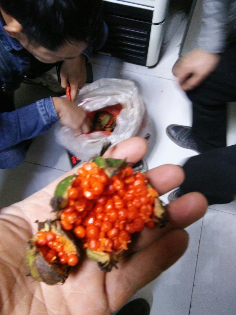 华重楼，
