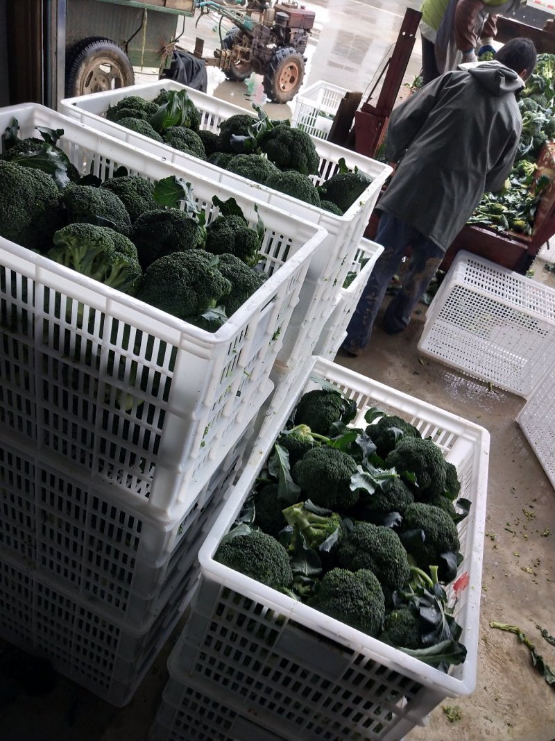 精品西兰花0.8~1.2斤批发市场商超耐寒优秀西兰花