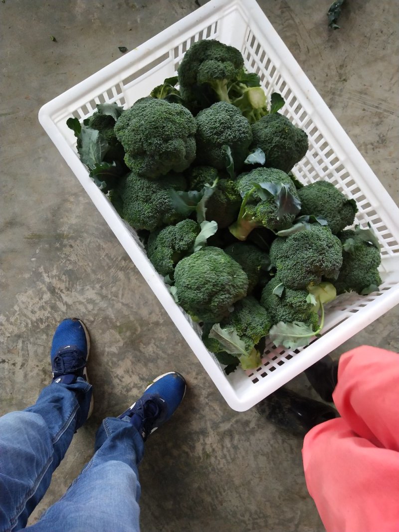 精品西兰花0.8~1.2斤批发市场商超耐寒优秀西兰花