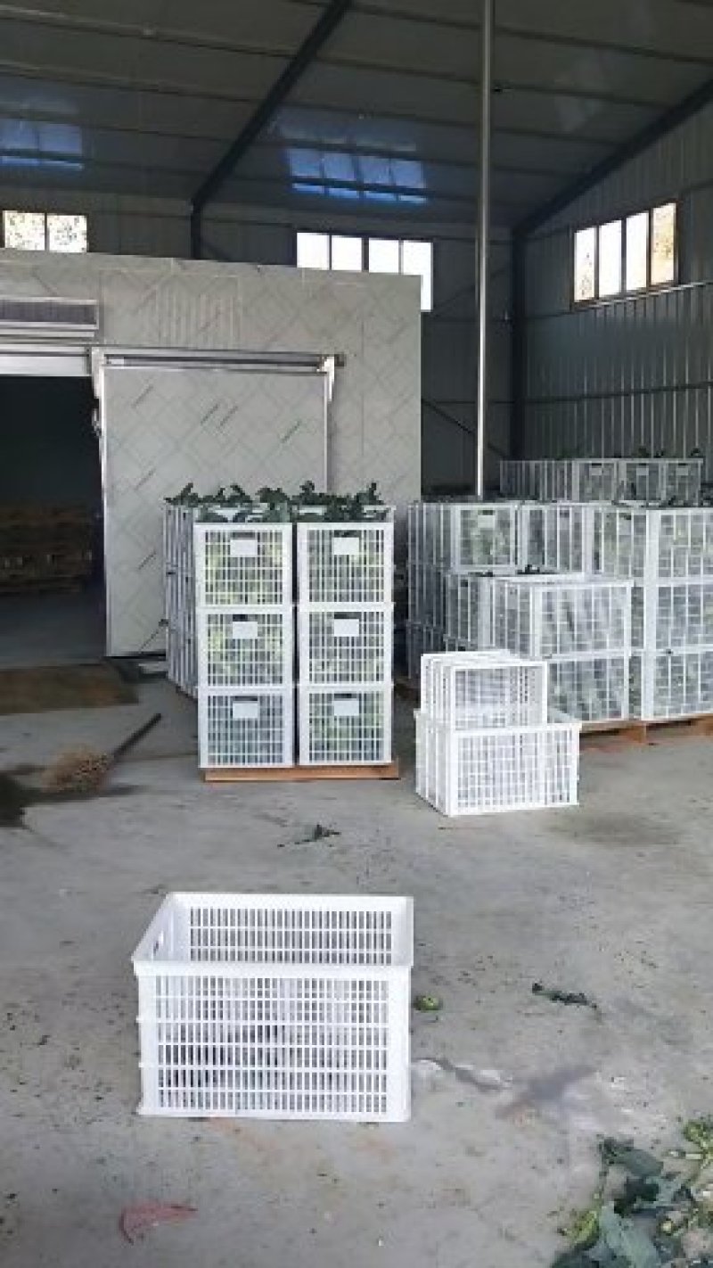 一级精品耐寒优秀西兰花0.8-1.2斤商超。