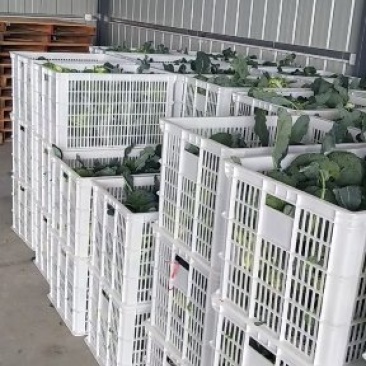 一级精品耐寒优秀西兰花0.8-1.2斤商超。