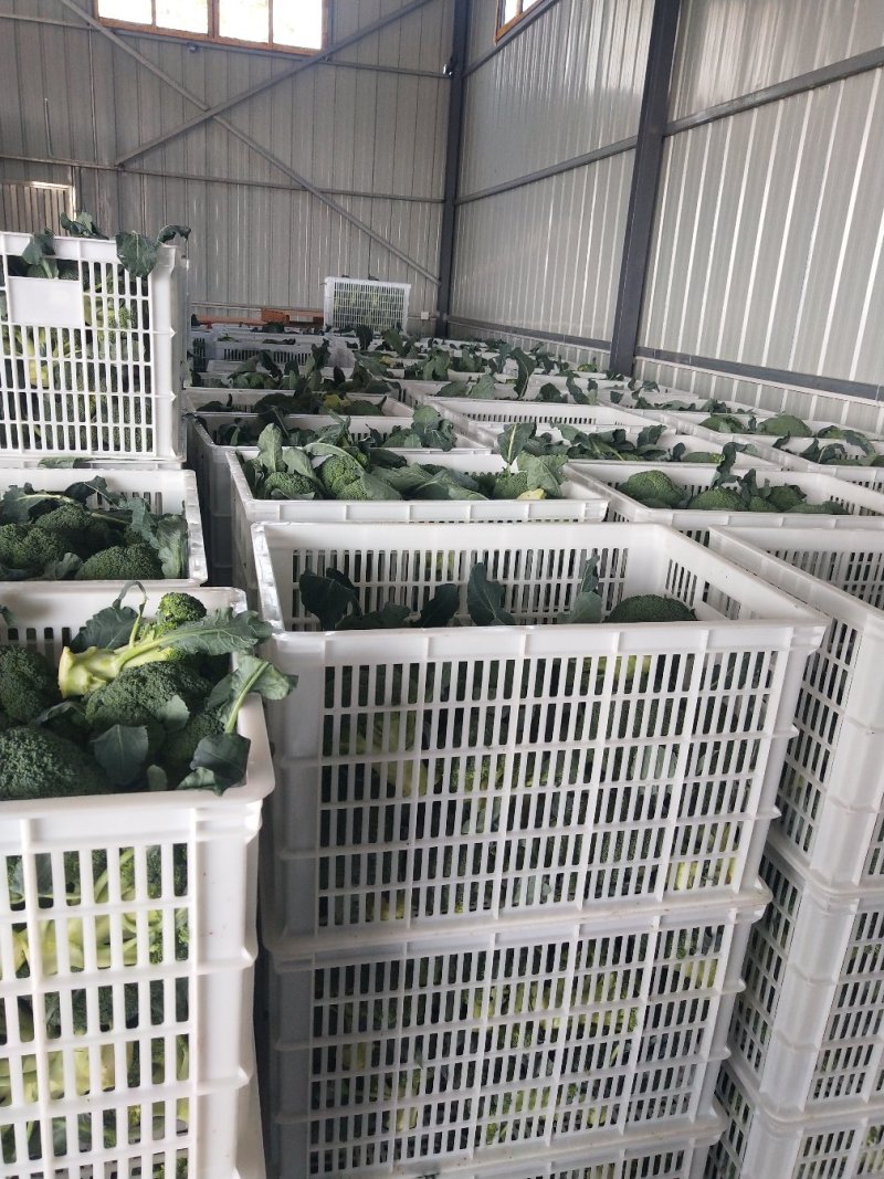 一级精品耐寒优秀西兰花0.8-1.2斤商超。