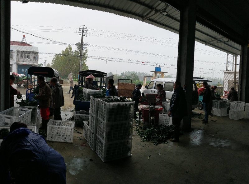 一级精品西兰花超市酒店诚信为本，产地直发！