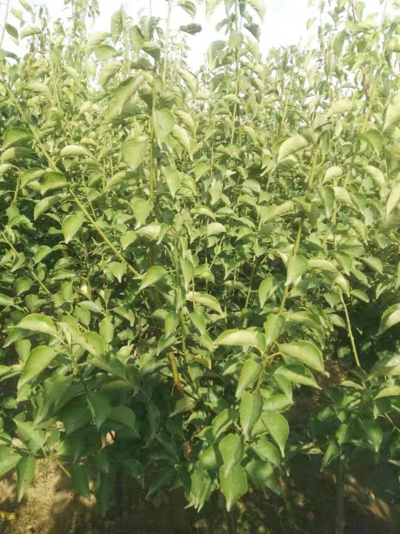 【好货多多】绿梅树红梅树