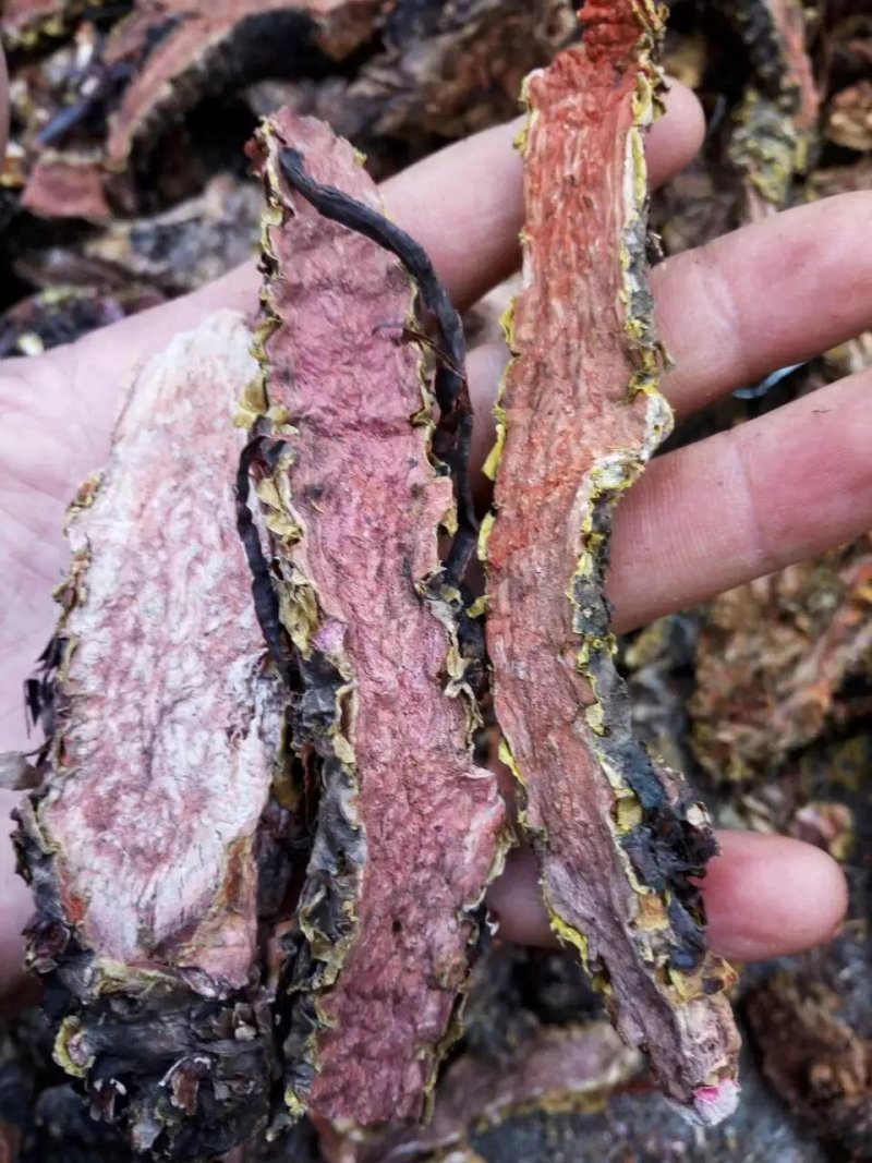 大量出售大花红景天鲜货精品乱片支持视频看货