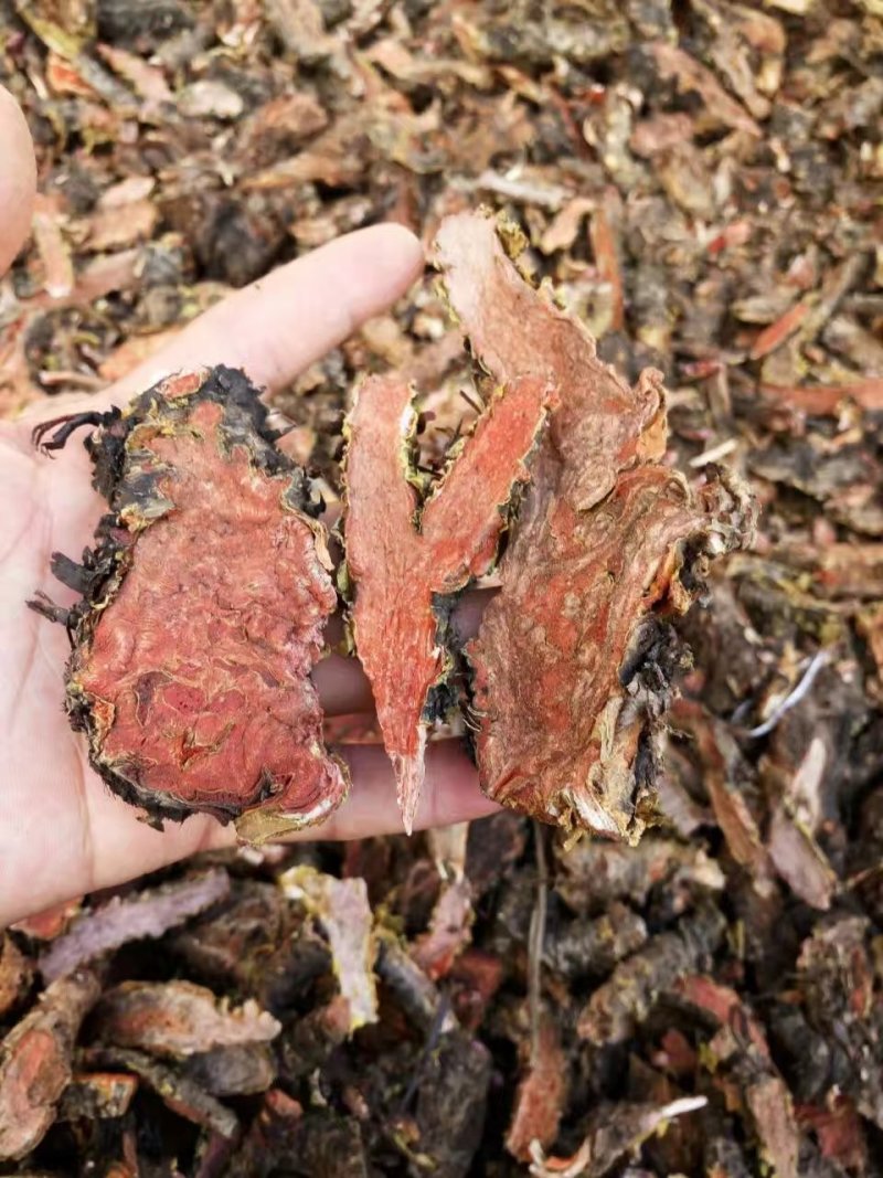 大量出售大花红景天鲜货精品乱片支持视频看货