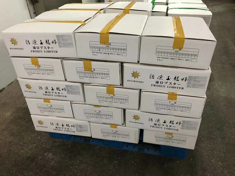 大西洋活冻活冻玉龙虾，源头供应，百分百活冻！