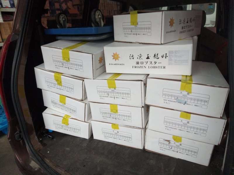大西洋活冻活冻玉龙虾，源头供应，百分百活冻！