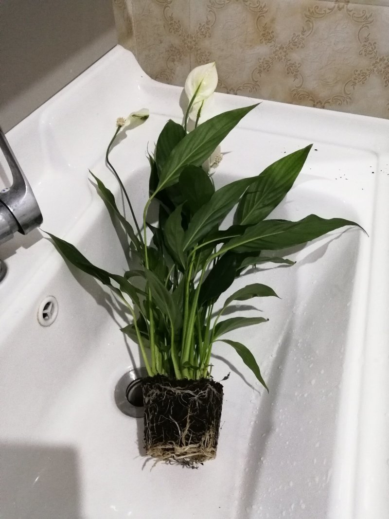 花卉绿植白掌盆栽一帆风顺室内观赏植物