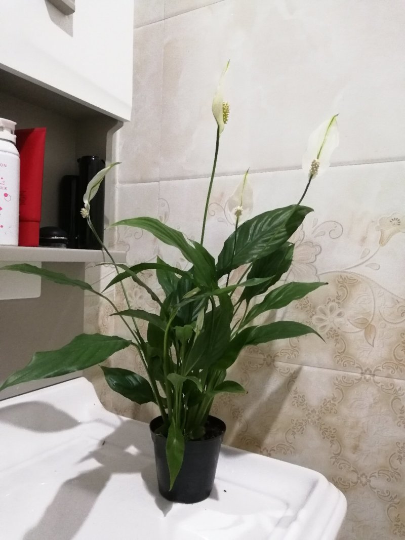 花卉绿植白掌盆栽一帆风顺室内观赏植物