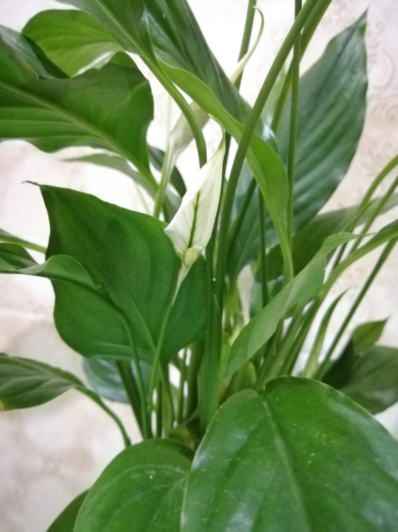 花卉绿植白掌盆栽一帆风顺室内观赏植物
