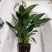 花卉绿植白掌盆栽一帆风顺室内观赏植物