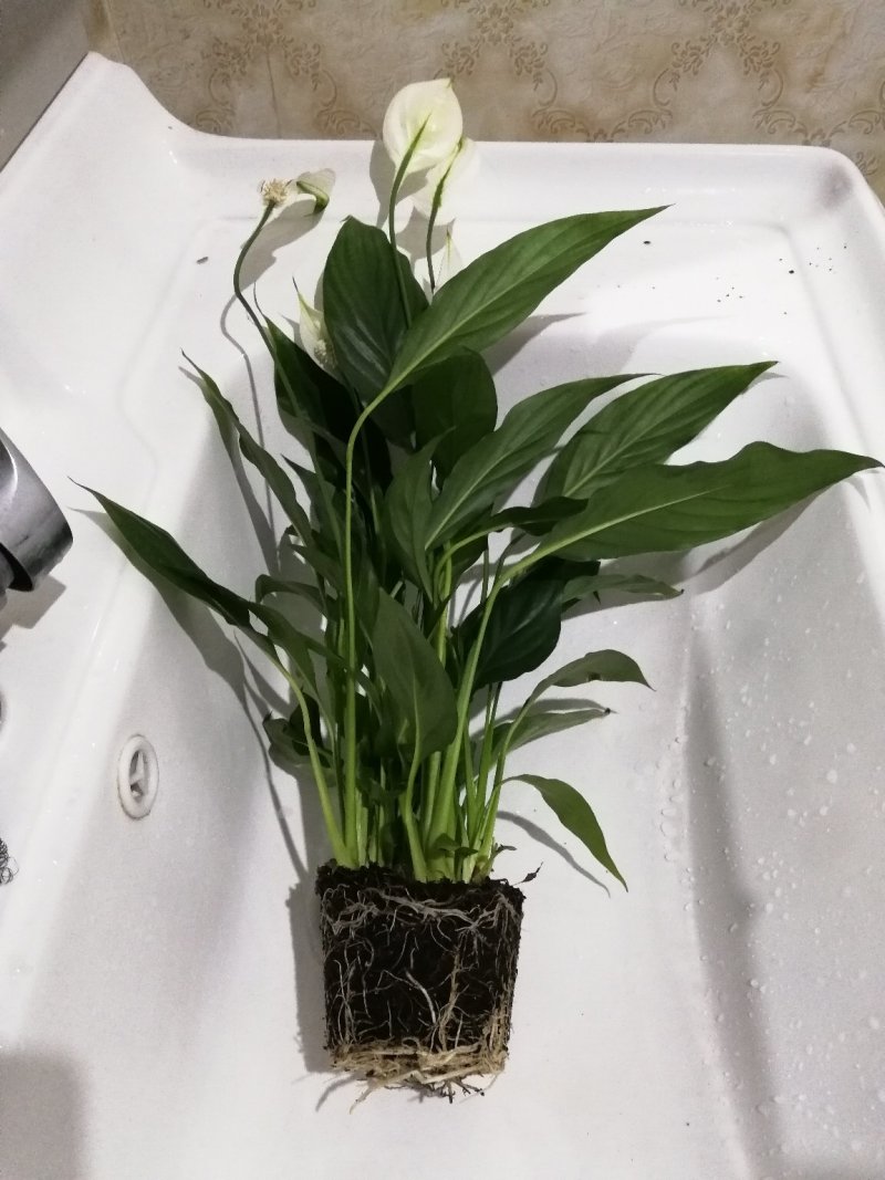 花卉绿植白掌盆栽一帆风顺室内观赏植物
