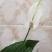 花卉绿植白掌盆栽一帆风顺室内观赏植物