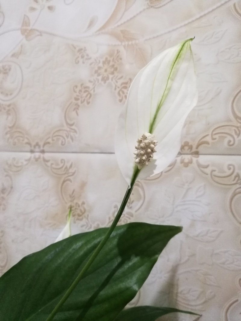 花卉绿植白掌盆栽一帆风顺室内观赏植物
