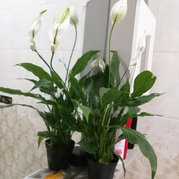 花卉绿植白掌盆栽一帆风顺室内观赏植物